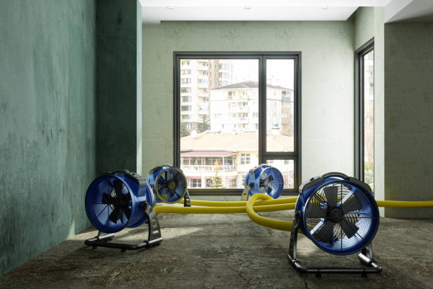 Best Mold removal after water damage  in Chaparral, NM